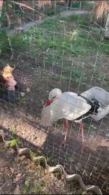 Аист