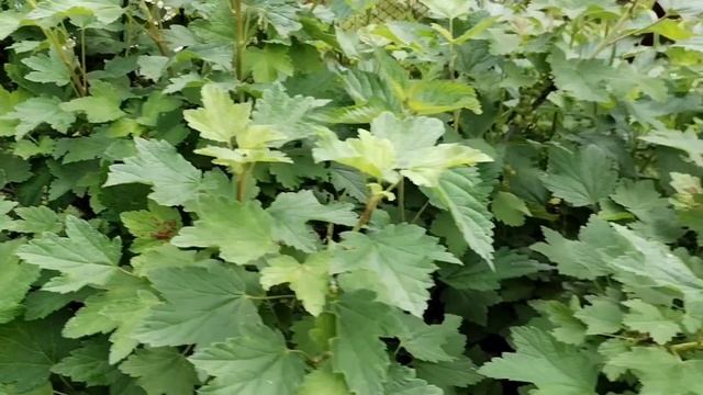 Дача. 15.06.2025