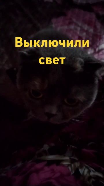 Сидим с кошей без света #кот