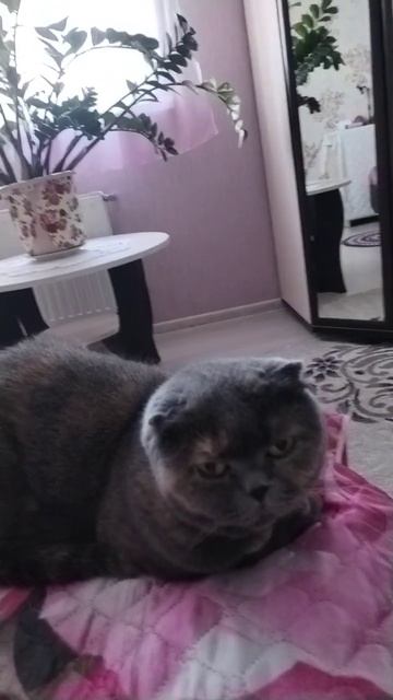 Моя кошечка#кошки
