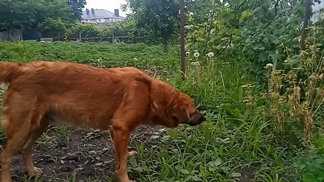 Соболинка кушает травинку!🐶🦮🐕