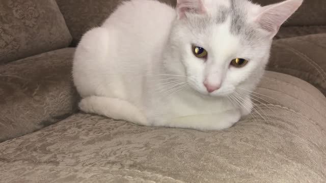 Смотреть коте бесплатно всем! Он как леди баги супер кот.