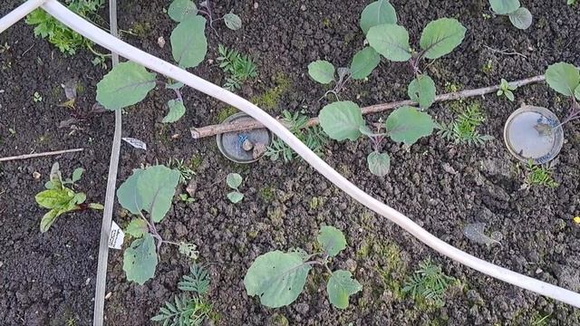 Тестирование препарата 'Ботаник' на овощных культурах.