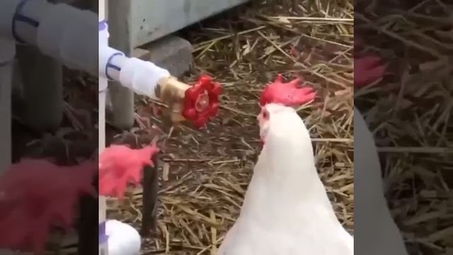 Что ты такое? 🙈