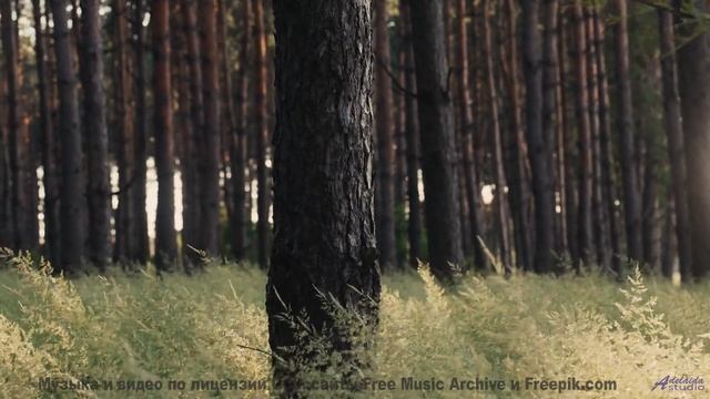 Леса звучат как личный саундтрек к мечтам - Страх -- POVALISHIN DIVISION -- Выпускайте Кракена