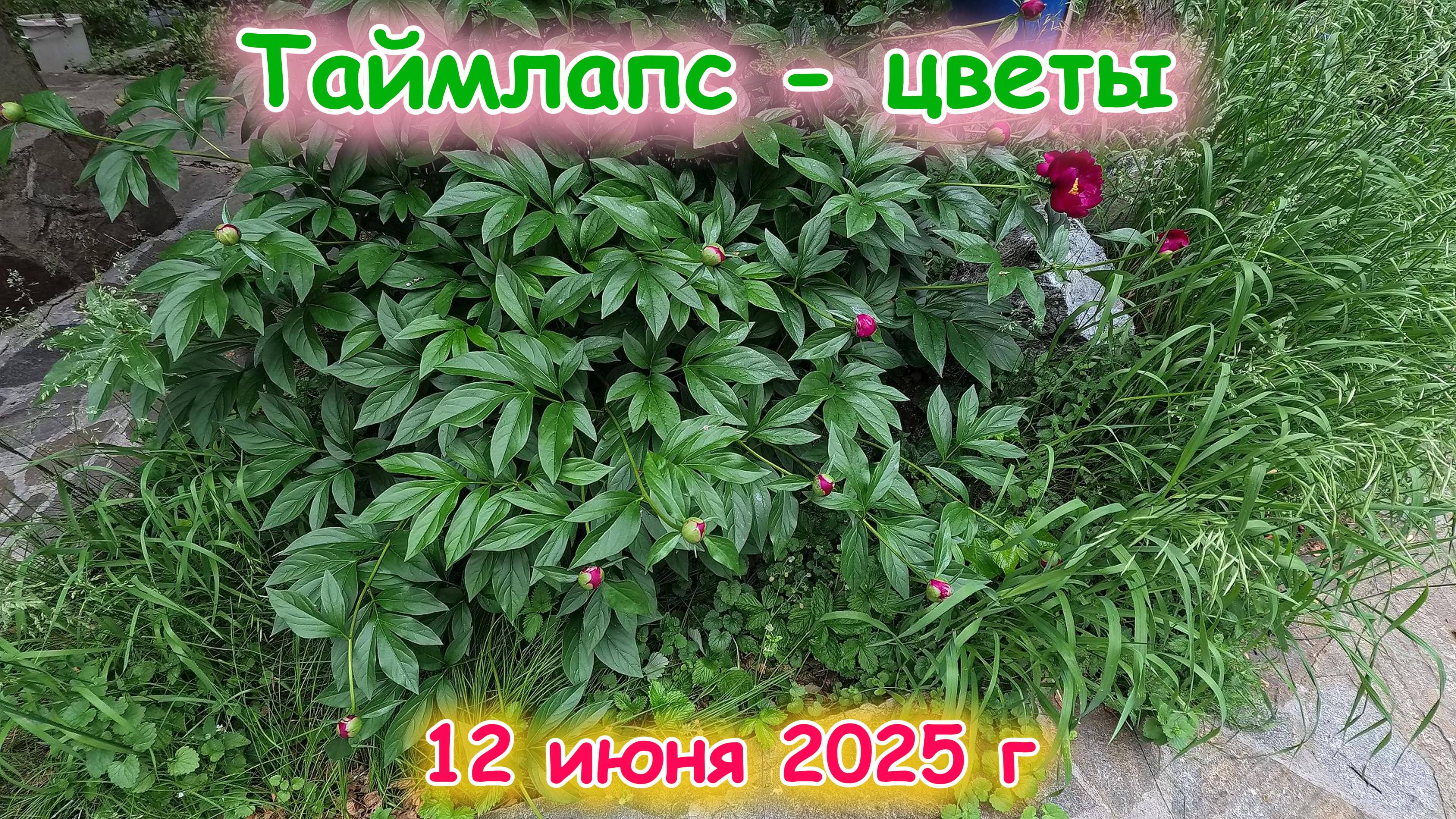 Таймлапс - Цветы на озере Увильды 12 июня 2025 г
