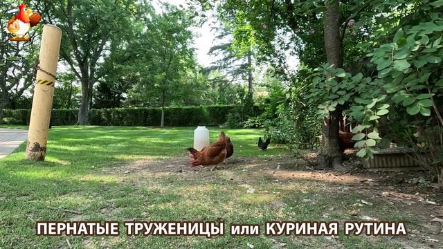 Куры несушки свободного выгула и их обычная куриная рутина – эпизод (450)