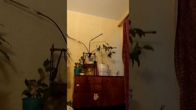 доброго вечера)))