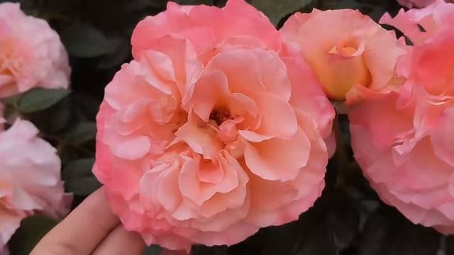 сад🌷🌷🌷