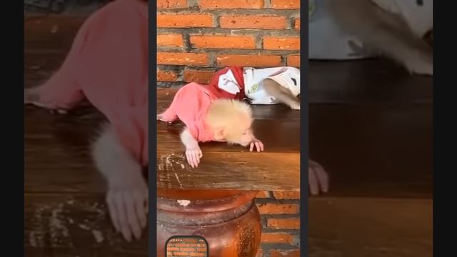...названные братья... 1000013377.mp4
