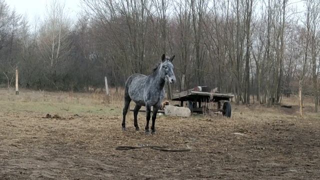Мул на продажу