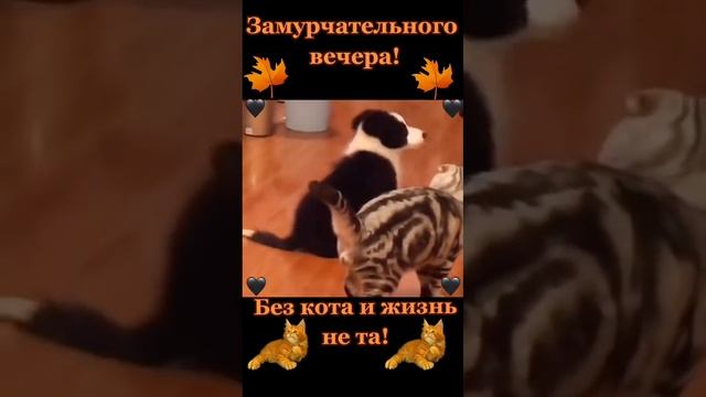 VID-20250613-WA0370