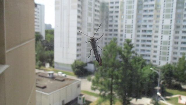 бабочка на стекле