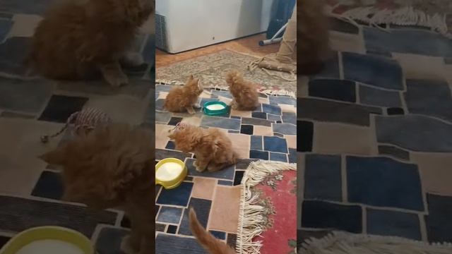 1000051111.mp4