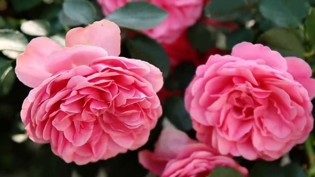 сад🌹🌹🌹🌿☘️