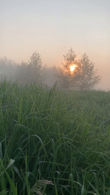 Рассвет на реке. Живая природа. #life #nature #природныепейзажи #наприроде #река #рассвет