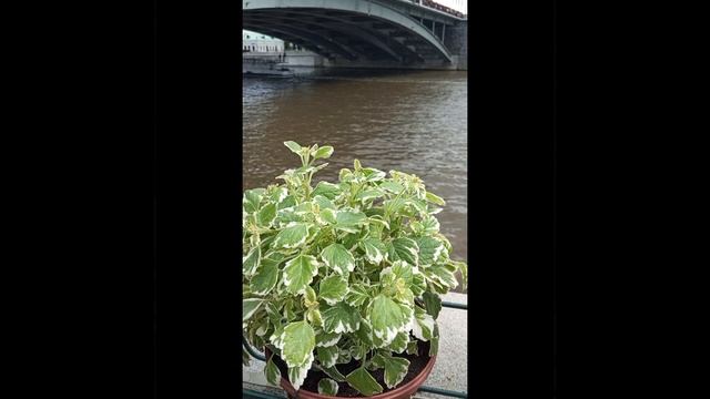 Красотища. Пречистенская набережная