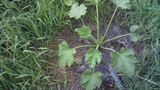 Наш второй кабачок: обзор и полив