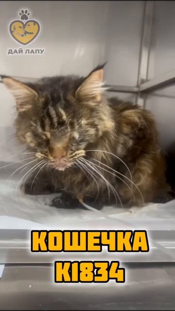 Помогите кошечке выжить 🙏