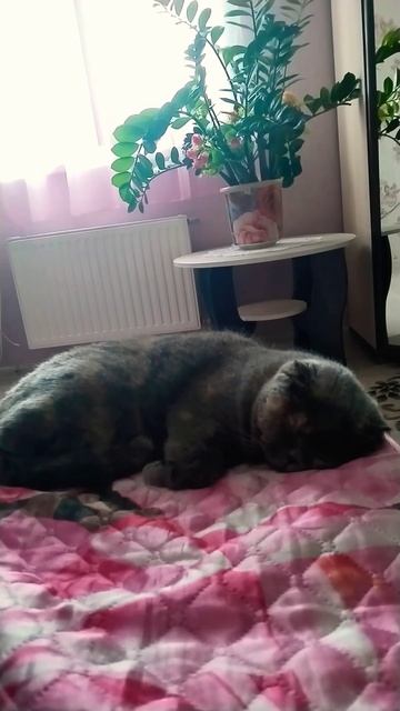 Спят усталые детишки#кошки