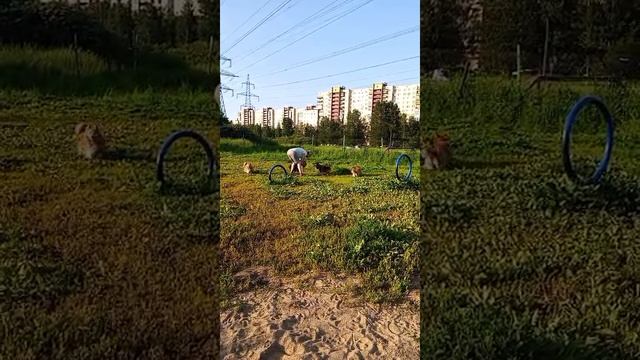 игры с собаками на площадке .