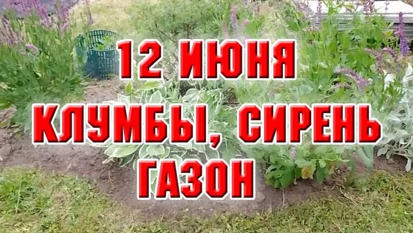 12 июня. Клумбы, сирень, газон