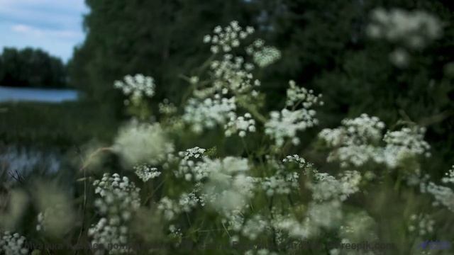 Никогда не видел таких полей под такой саунд - Sarahs Angels (ID 742) -- Lobo Loco -- DREAM OF LIGHT