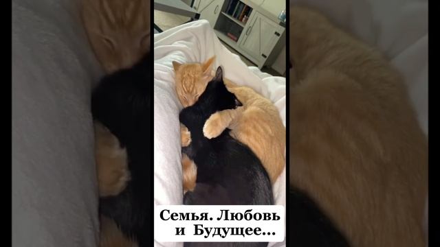 НАШИ ЖИВОТНЫЕ. 16.06.2025г. 🥰🥰🥰 Они для нас СТРАНИЦА В ЖИЗНИ, а мы для них И ЕСТЬ ВСЯ ЖИЗНЬ! 🤥🤗
