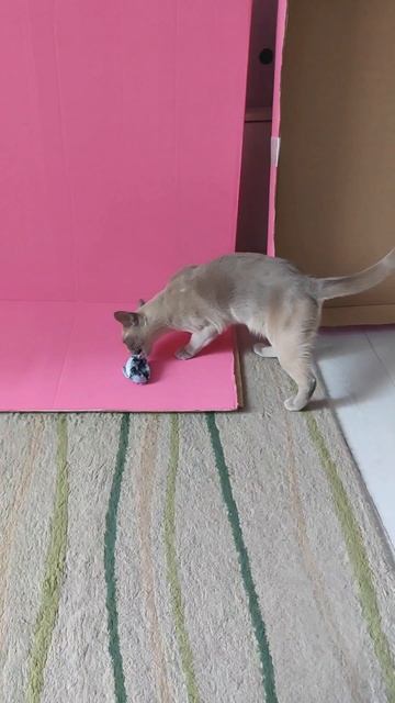 Смешные видео с Юной