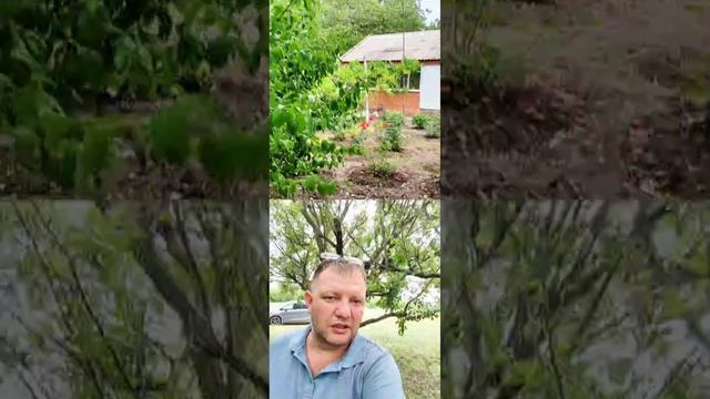 🌴На Юг, где Фрукты на деревьях растут! пос. Рассвет Староминской район.Виктор Саликов.Переезд на Юг