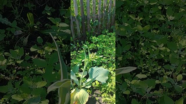 Выходные, жара, устанавливаем бассейн