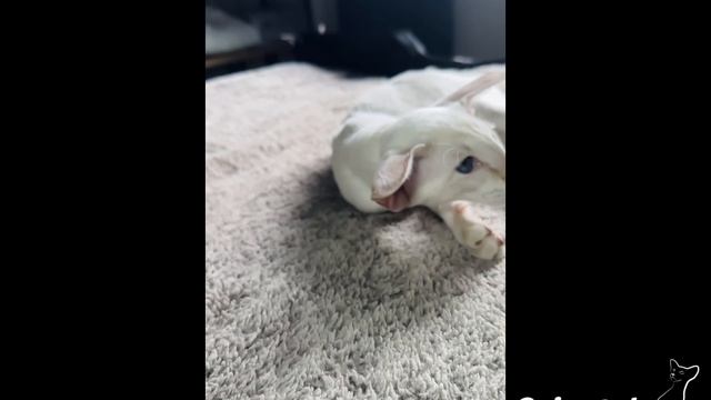 Пифия_Пелагея