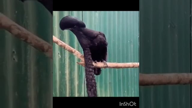 VID_20250615_175603_864.mp4