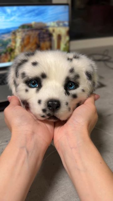 Щеночек далматина в процессе 🥰