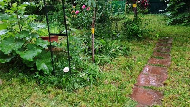 Лето на Ромашковой. Дача, дождь, розы! Краснодар, дача, 15.06.2025. #розы #дача #дождь