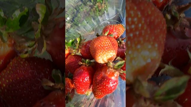 Ранний урожайный сорт клубники "Априка" ксд