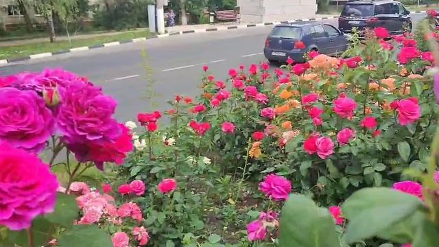 Розочки. Белгородские прогулки в день России
