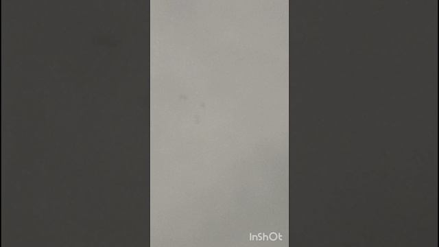 голуби Ломова