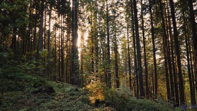 Не смотри, если не хочешь зависнуть на час - Flag -- Taylor Poe -- Quiet Sound of Disappearing