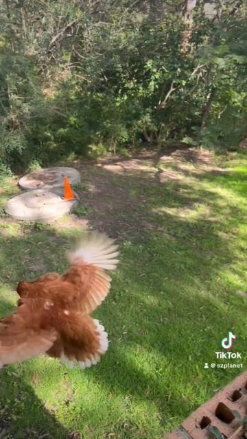 Курица учится летать! #курица #птица #chickenfly #chicken #filmmakerlife #svetlanazara