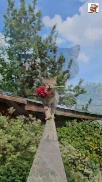 Матроскин заглянул на шабашку 🌞🌺😻