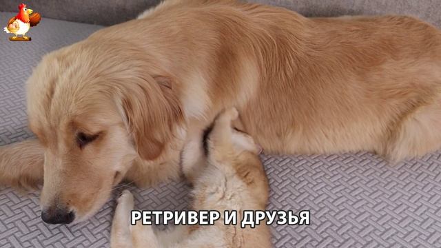Золотистый ретривер и его друзья милые питомцы 🐕 выпуск (97)