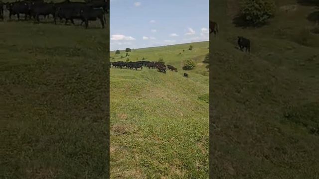 Жизнь на абердинской ферме в июне