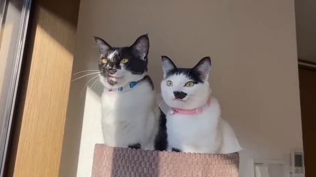 Беседа кошек