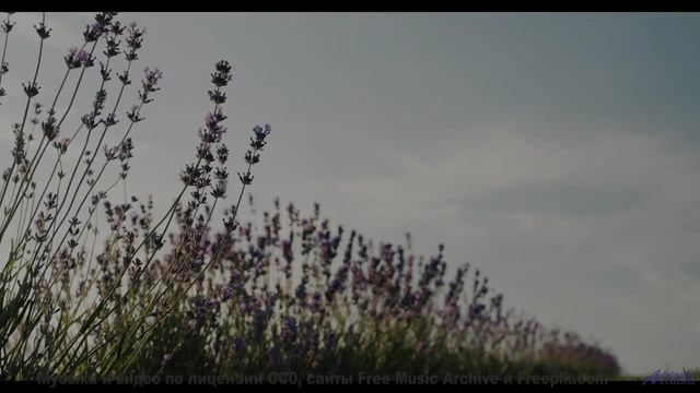 Трек переносит туда, куда самолёты не долетают - Trippin feat. Oilwell -- Phillip Gross -- Jupiter