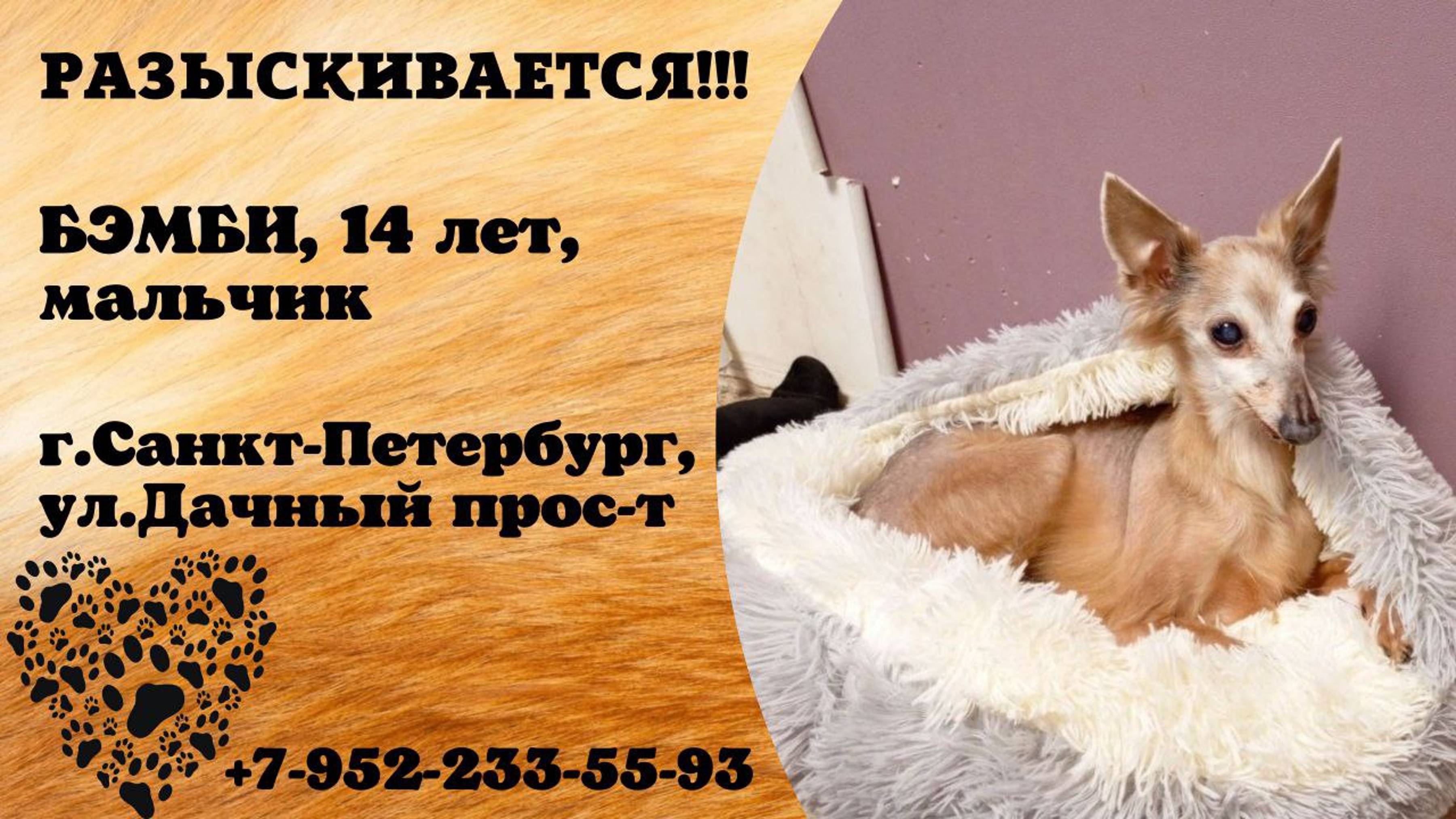 Пропала собака! БЭМБИ. 14 лет. Мальчик. Ленинградская обл, г.Санкт-Петербург