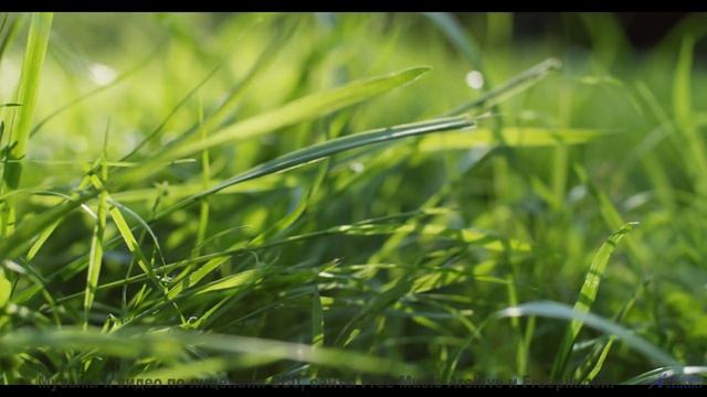 Саунд заставляет почувствовать природу кожей - Prove It -- Tadz -- Soul Symphonies Vol.1