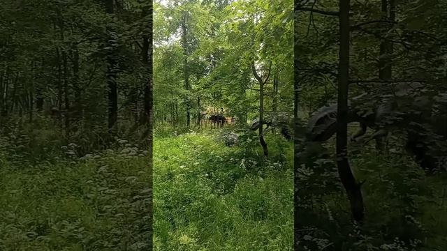 lv_0_20250615210047.mp4