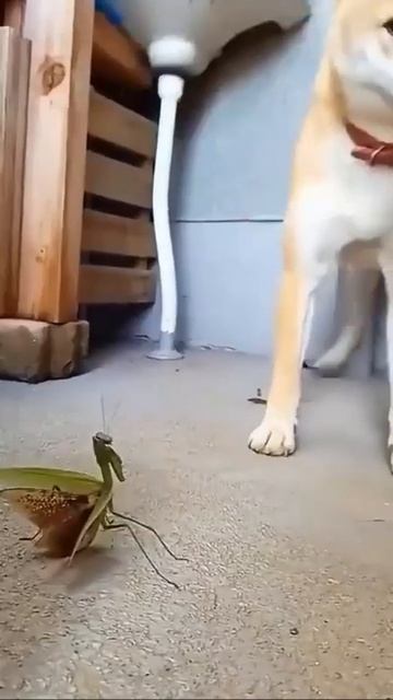 Собакен и богомол:знакомство 🐶🥰🤩😉
