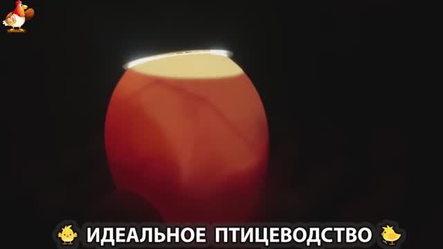 Идеальное птицеводство достойно восхищения 🐓🦆🦢🦚🦃🐔 эпизод (246)